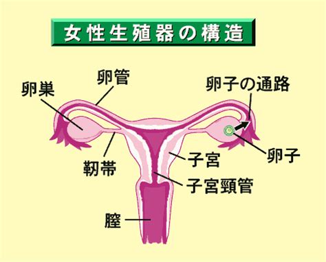 女性生殖器|女性の生殖器系の概要